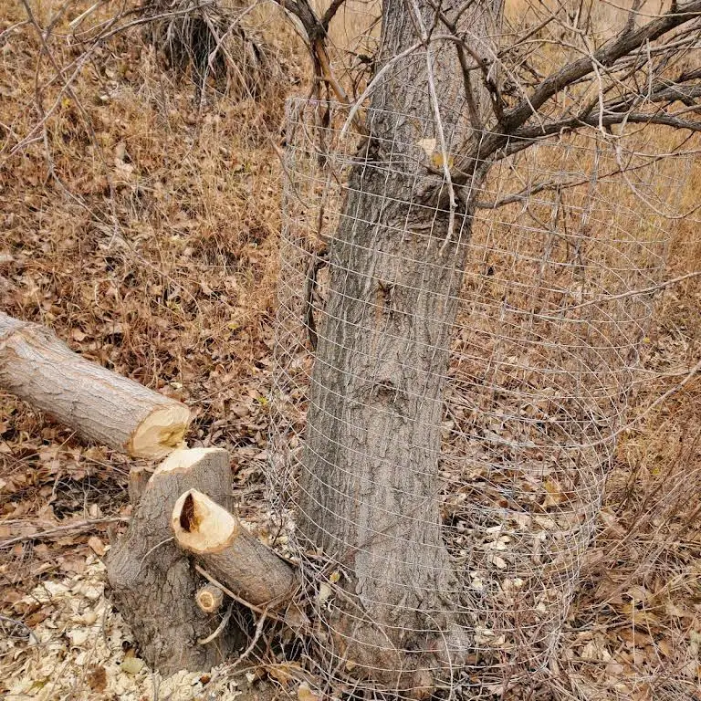 A wrapped cottonwood still standing beside two trunks the beavers cut