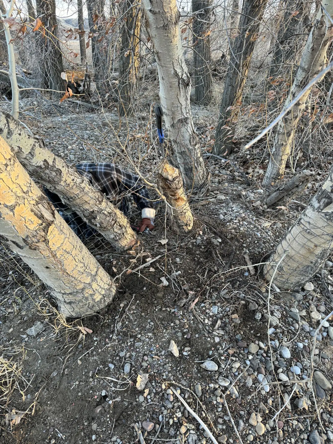 A crew member adjusting galvanized wire mesh around the base of a cottonwood