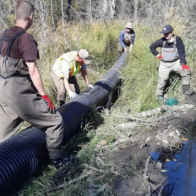 A group in waders carrying a length of black pipe through a wetland