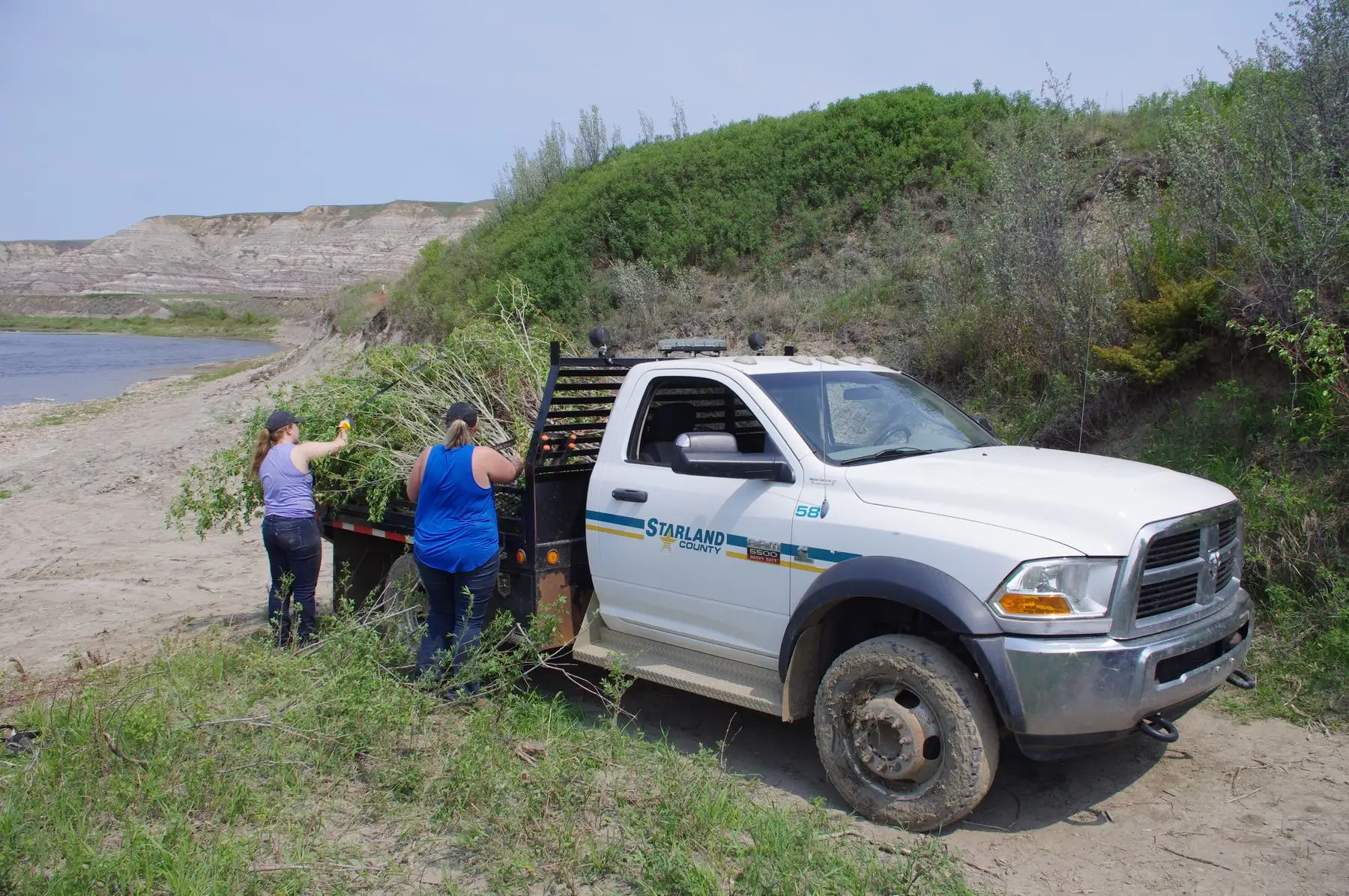 A flatbed truck loaded with willow cuttings beside a creek