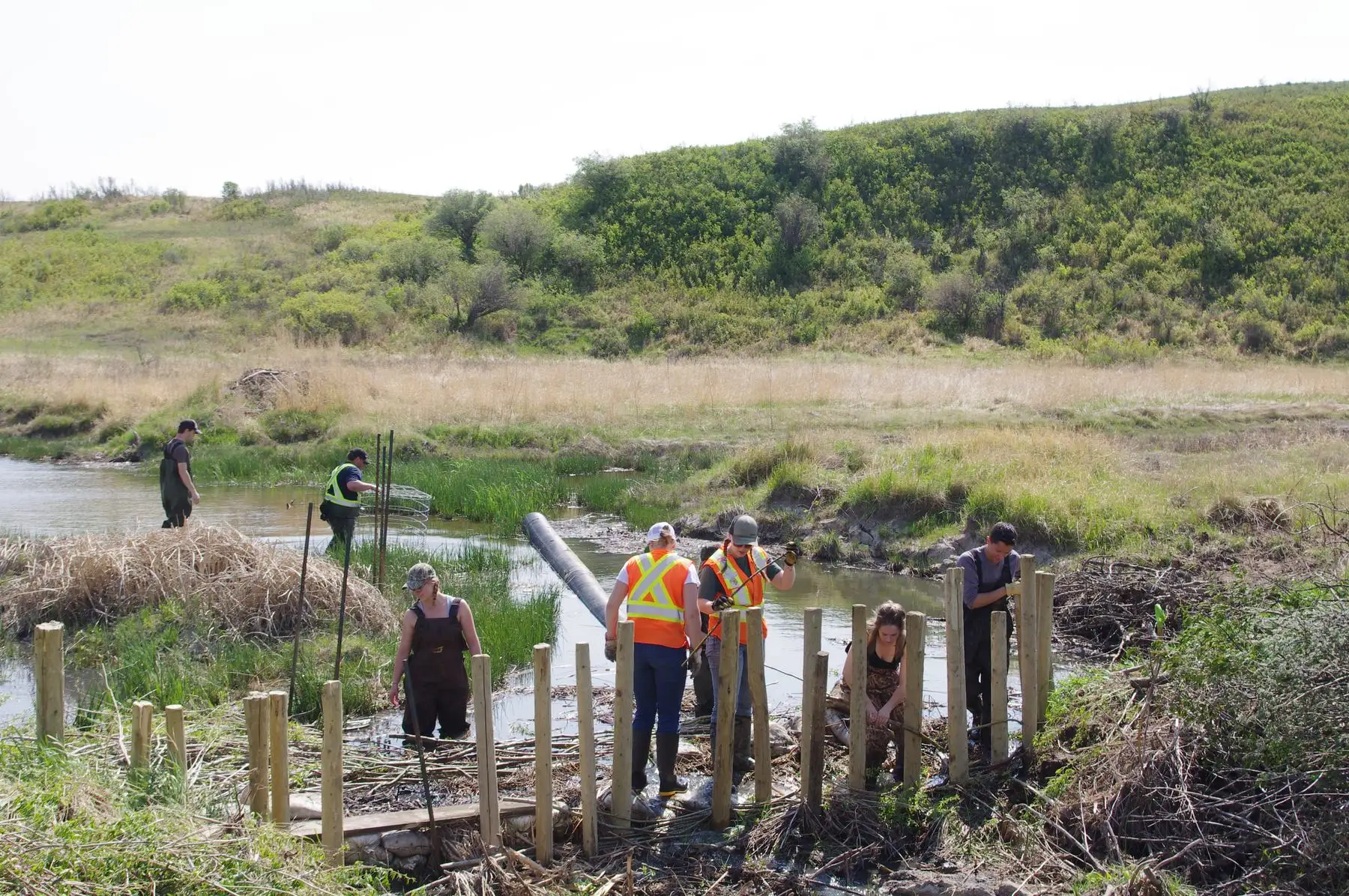 A crew in a creek with a row of posts, grassy hills behind