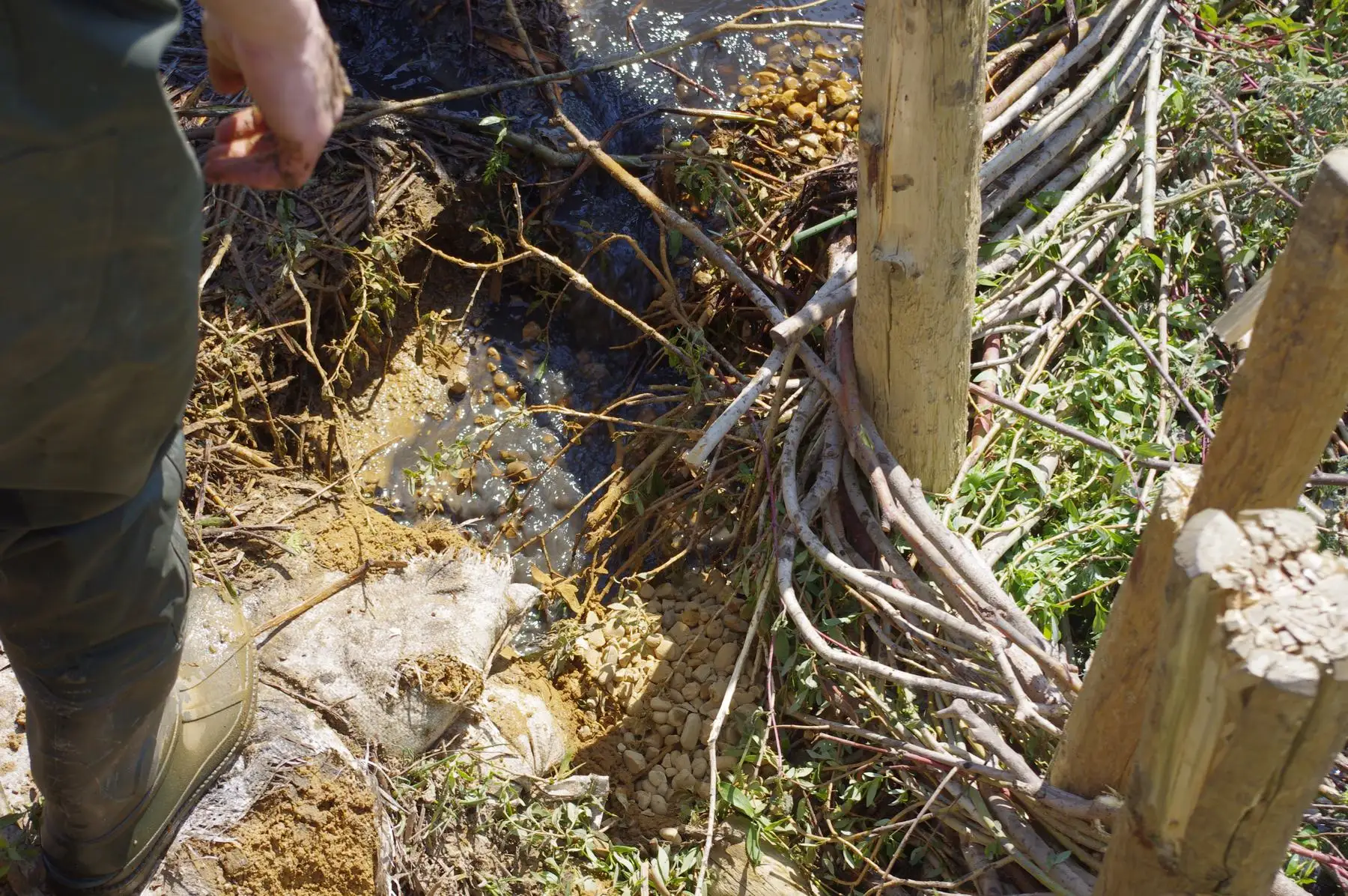Close-up of willow branches woven between wooden posts in a creek