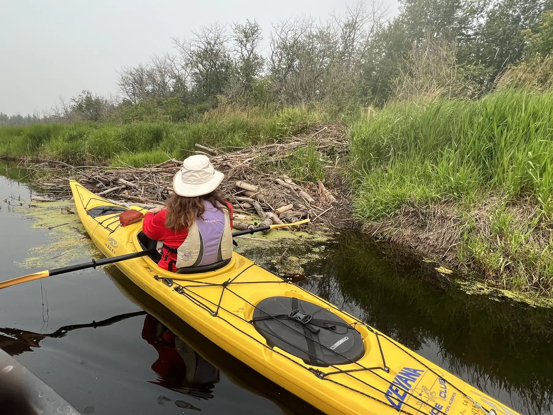 A kayaker in a straw hat beside a large beaver lodge of sticks