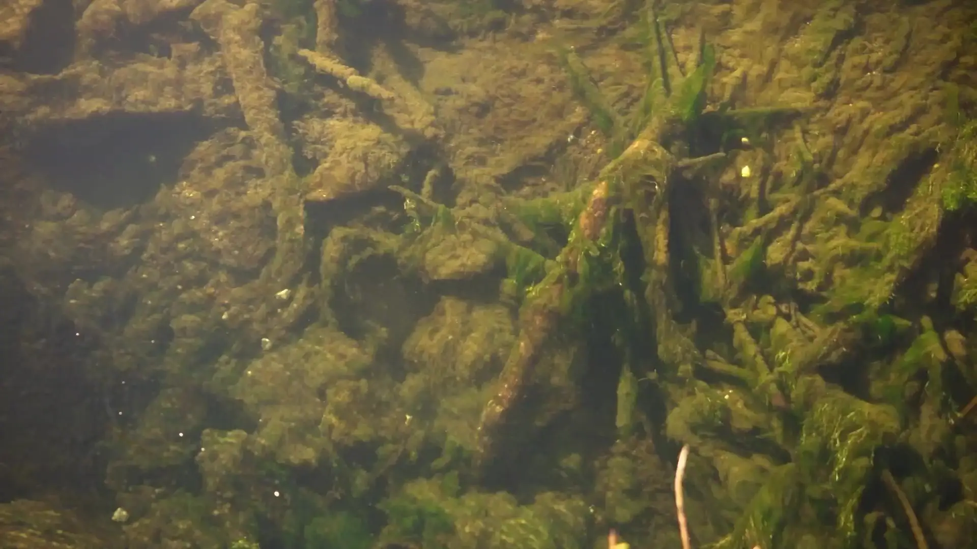 A beaver swimming underwater, seen from below the surface