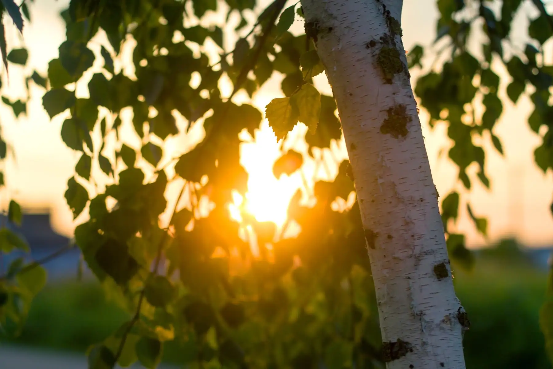 Birch leaves backlit by a low sun