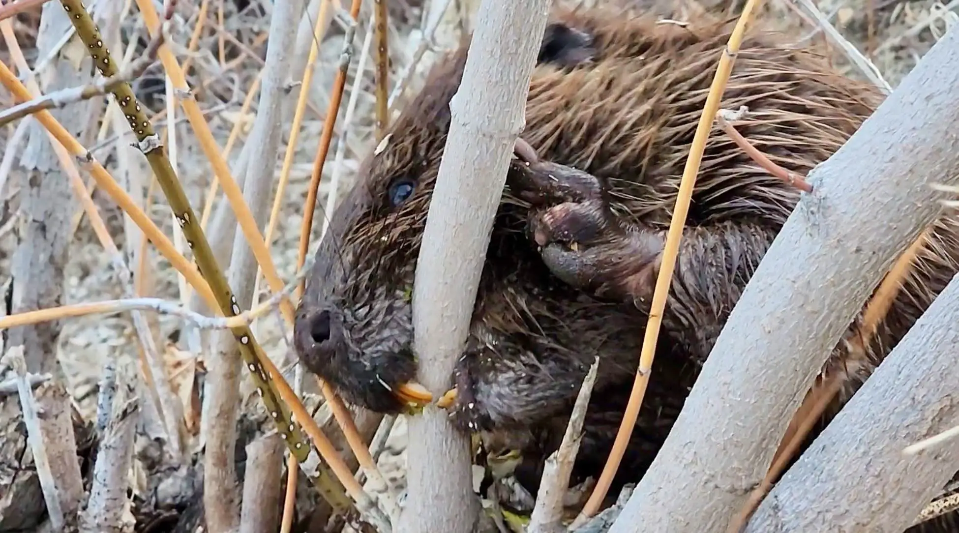 A beaver close up among willow stems, holding a branch and chewing the bark