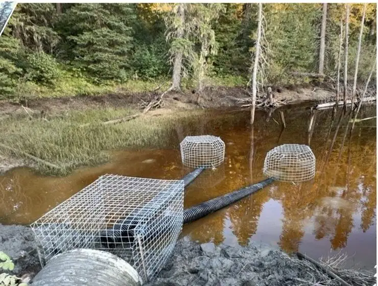 The Nordegg culvert after the exclusion fence: caged intakes in the pond and a clear culvert
