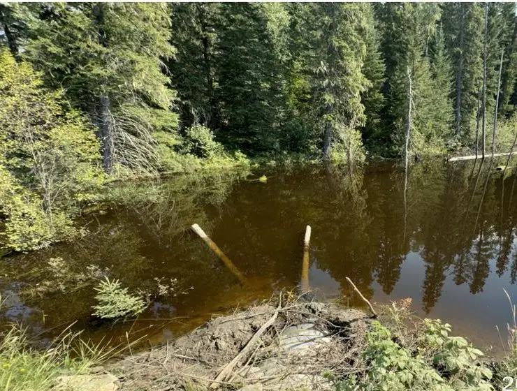 The Nordegg culvert before the exclusion fence: a plugged culvert under a flooded pond