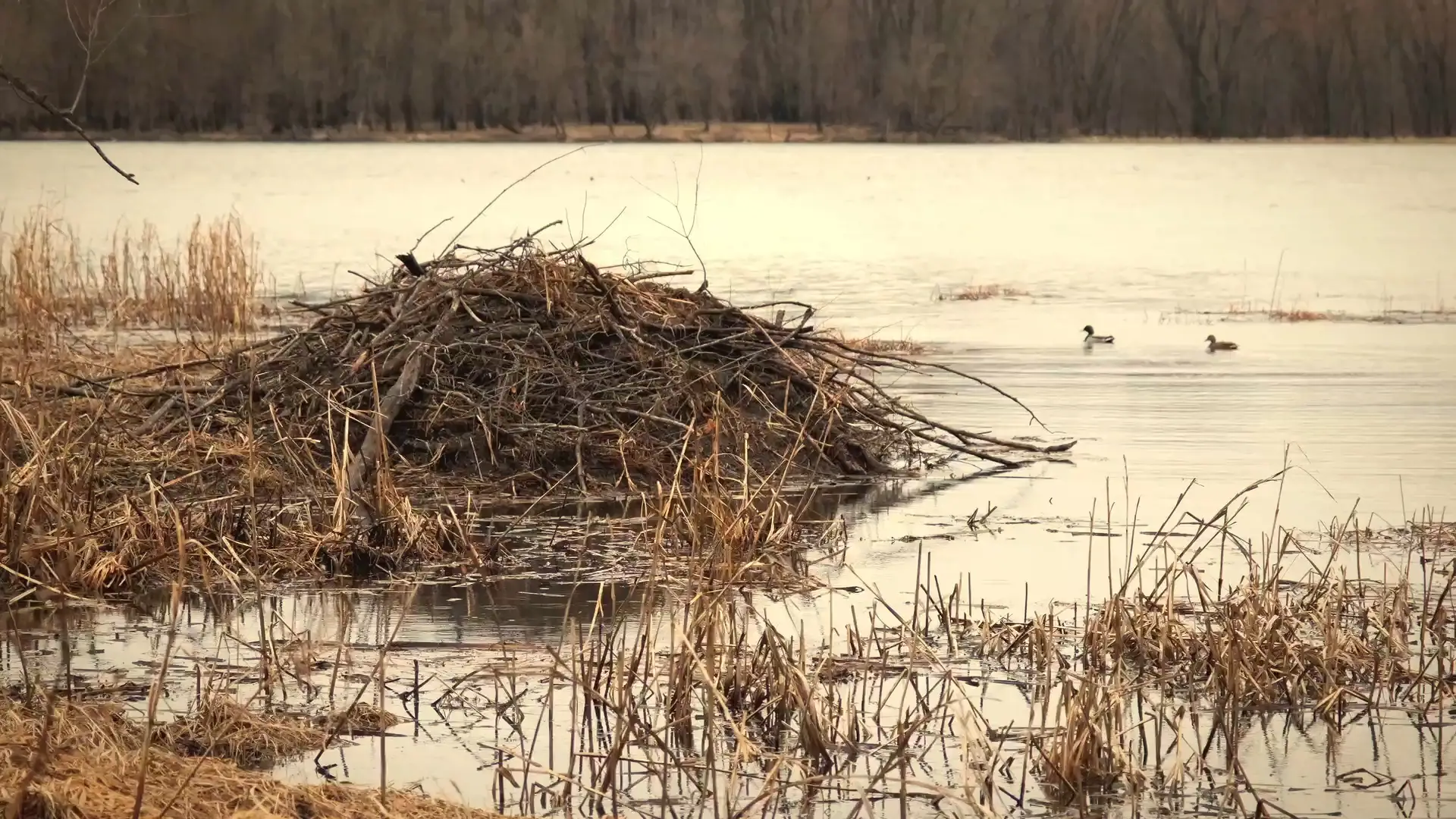A beaver lodge of sticks at the edge of a calm lake, with two ducks on the water